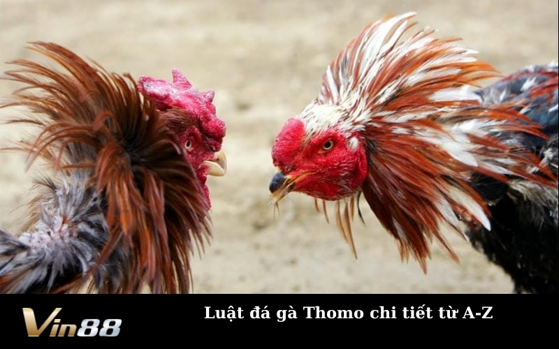 Luật đá gà Thomo chi tiết từ A-Z